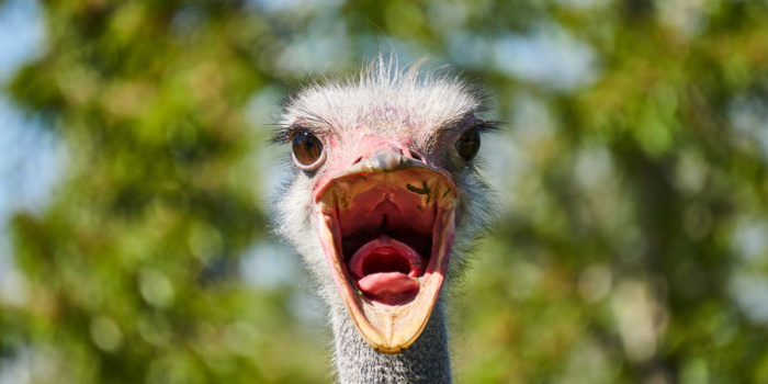 ostrich close up portrait